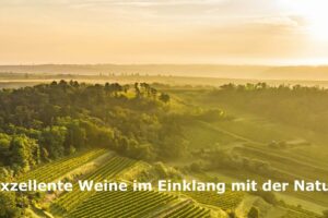 Weingut Leth – Fels am Wagram