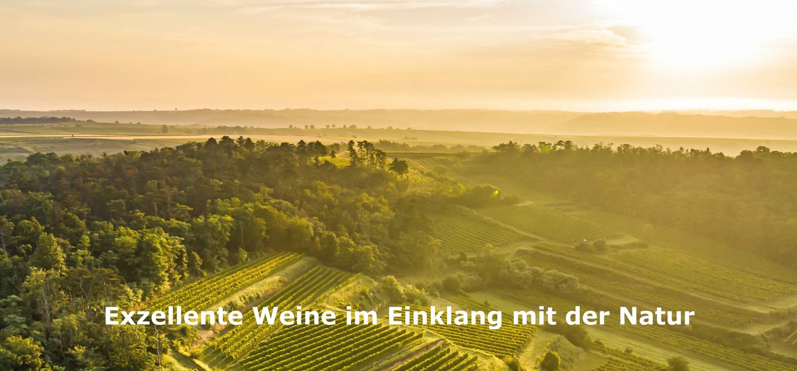 Weingut Leth – Fels am Wagram