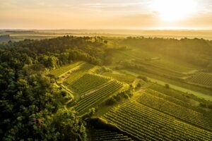 Weingut Leth – Fels am Wagram