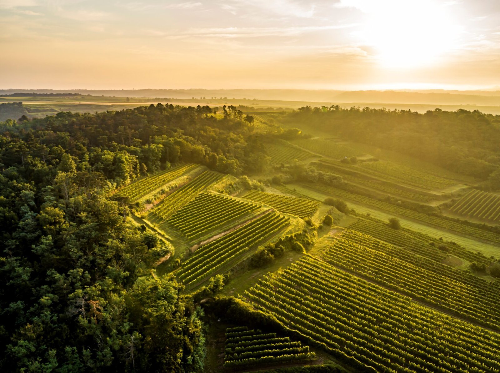 Auch in der Landwirtschaft und im Weinbau gilt der volle Urlaubsanspruch